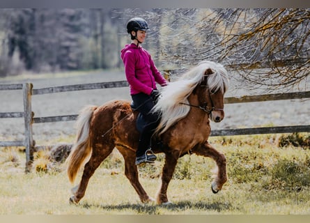 Islandais, Hongre, 6 Ans, 142 cm, Alezan