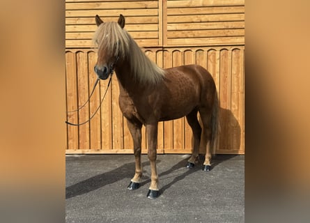 Islandais, Hongre, 6 Ans, 144 cm, Alezan