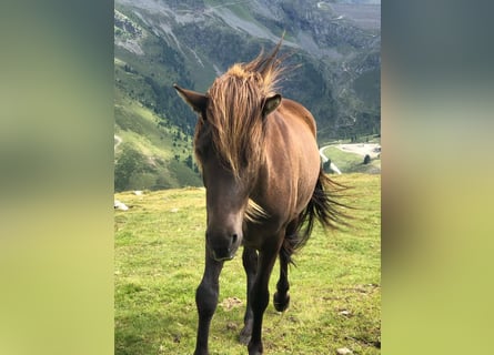 Islandais, Hongre, 6 Ans, 144 cm, Noir