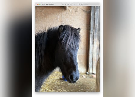 Islandais, Hongre, 6 Ans, 145 cm, Noir