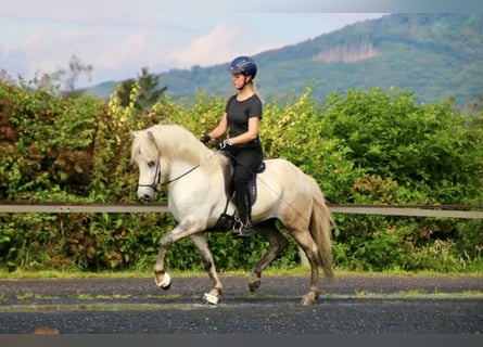 Islandais, Hongre, 7 Ans, 138 cm, Gris