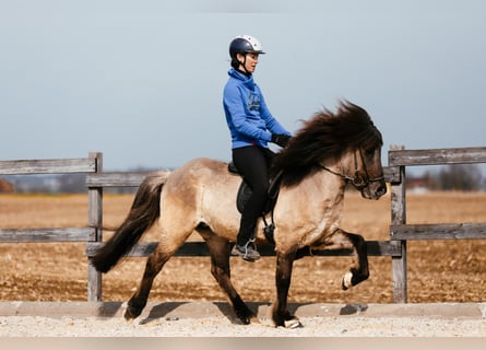 Islandais, Hongre, 7 Ans, 142 cm, Isabelle