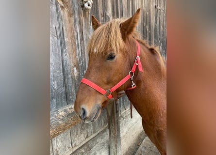 Islandais, Hongre, 7 Ans, 144 cm, Alezan