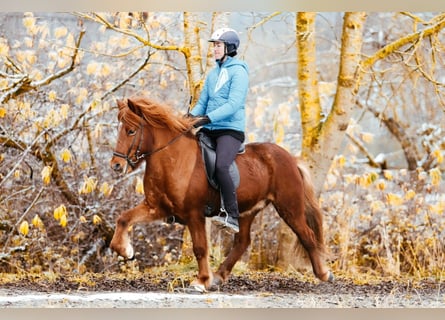 Islandais, Hongre, 7 Ans, 144 cm, Alezan