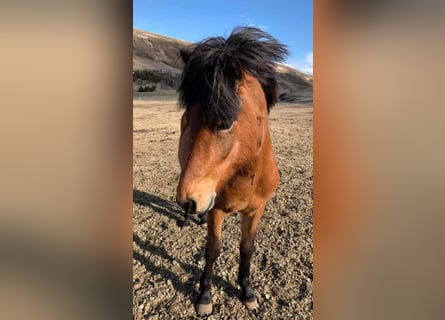 Islandais, Hongre, 7 Ans, 144 cm, Bai