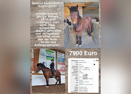 Islandais, Hongre, 7 Ans, Bai