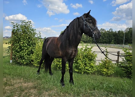 Islandais, Hongre, 8 Ans, 135 cm, Noir