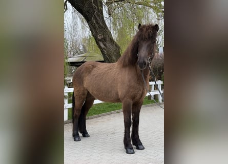 Islandais, Hongre, 8 Ans, 146 cm, Noir