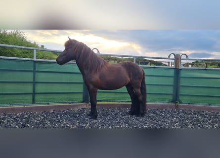 Islandais, Jument, 10 Ans, 138 cm, Noir