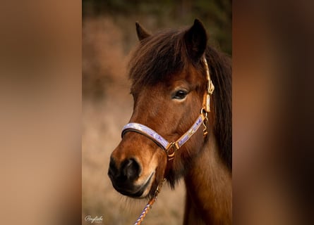 Islandais, Jument, 10 Ans, 140 cm, Bai cerise