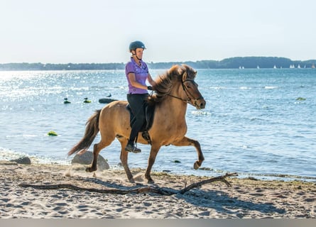 Islandais, Jument, 10 Ans, 144 cm, Bai clair