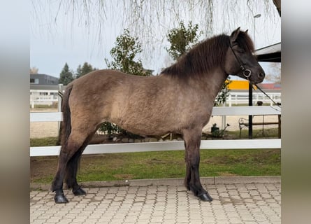 Islandais, Jument, 11 Ans, 141 cm, Isabelle