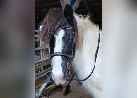 Islandais, Jument, 12 Ans, 136 cm, Pinto