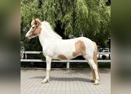 Islandais, Jument, 13 Ans, 142 cm, Pinto