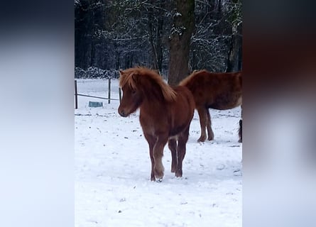 Islandais, Jument, 1 Année, Alezan