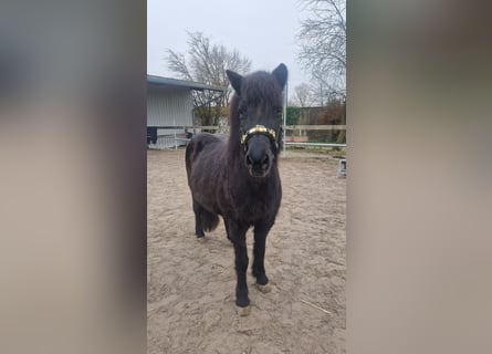 Islandais, Jument, 20 Ans, 135 cm, Noir