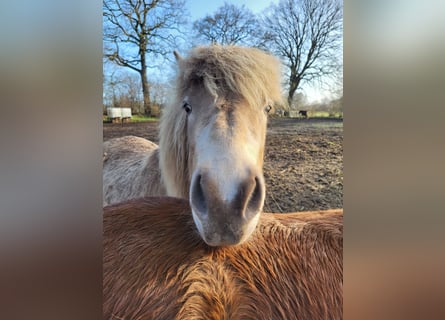 Islandais, Jument, 2 Ans, 138 cm