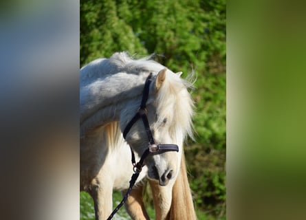 Islandais, Jument, 2 Ans, 139 cm