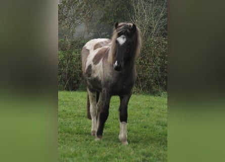 Islandais, Jument, 2 Ans, 145 cm, Rouan Bleu