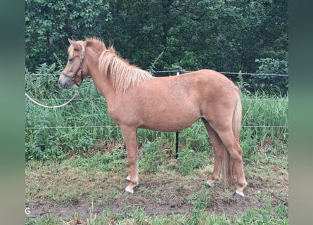 Islandais, Jument, 2 Ans, Alezan