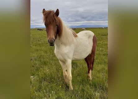 Islandais, Jument, 2 Ans, Pinto