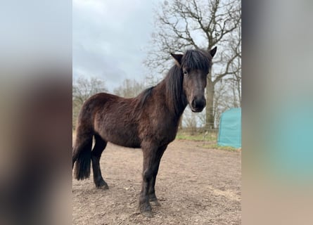 Islandais, Jument, 3 Ans, 139 cm, Noir