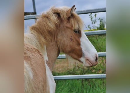 Islandais, Jument, 3 Ans, 139 cm, Pinto