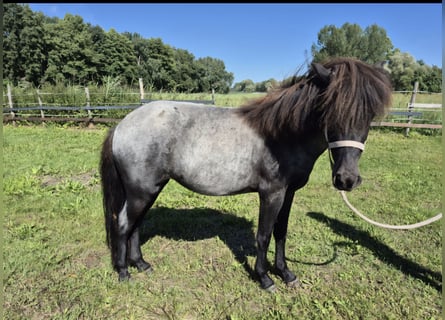 Islandais, Jument, 3 Ans, 140 cm, Rouan Bleu