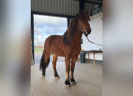 Islandais, Jument, 3 Ans, 144 cm, Bai