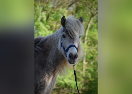 Islandais, Jument, 3 Ans