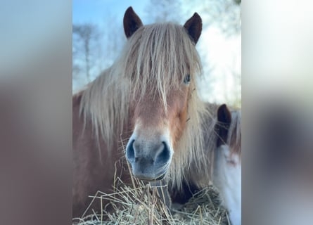 Islandais, Jument, 4 Ans, 139 cm, Alezan