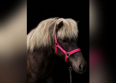 Islandais, Jument, 4 Ans, 139 cm