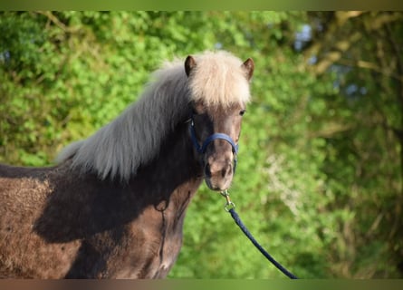 Islandais, Jument, 4 Ans, 139 cm