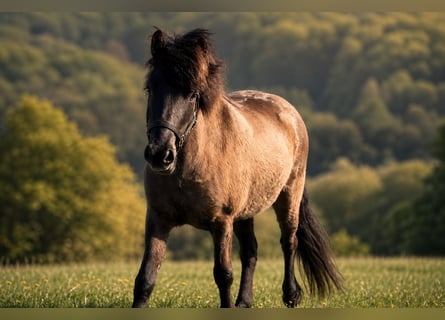 Islandais, Jument, 4 Ans, 140 cm, Noir
