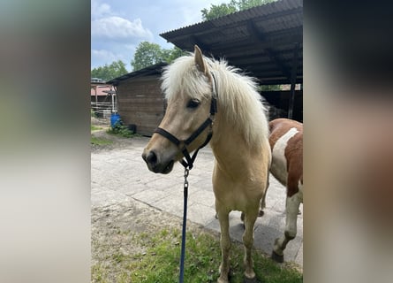 Islandais, Jument, 4 Ans, 140 cm, Palomino