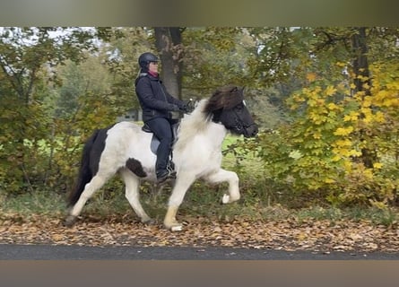 Islandais, Jument, 5 Ans, 138 cm, Pinto