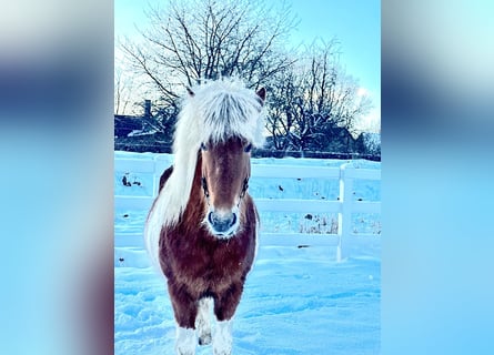 Islandais, Jument, 5 Ans, 140 cm, Pinto