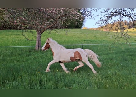 Islandais, Jument, 5 Ans, 141 cm, Pinto
