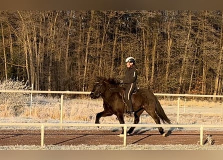 Islandais, Jument, 5 Ans, 143 cm, Noir