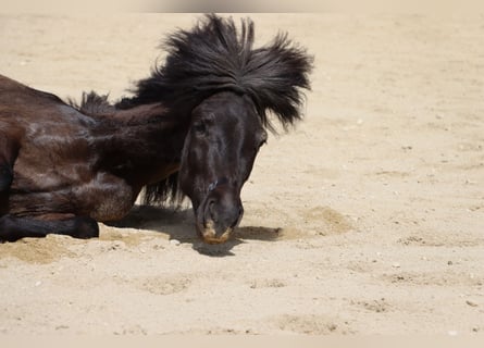 Islandais, Jument, 5 Ans, Noir