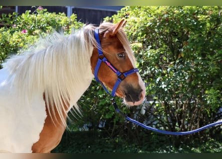 Islandais, Jument, 5 Ans, Pinto