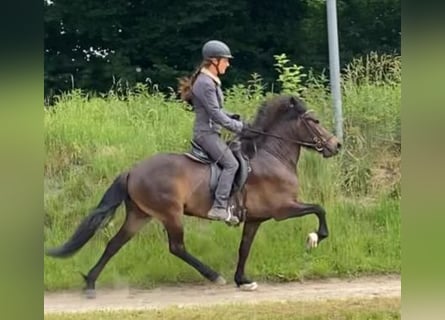 Islandais, Jument, 6 Ans, 137 cm, Bai brun