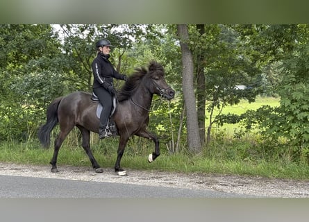Islandais, Jument, 6 Ans, 140 cm, Noir