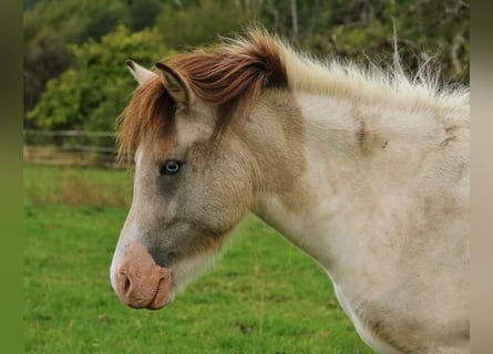 Islandais, Jument, 6 Ans, 140 cm, Pinto