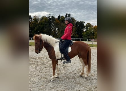 Islandais, Jument, 6 Ans, 141 cm, Pinto