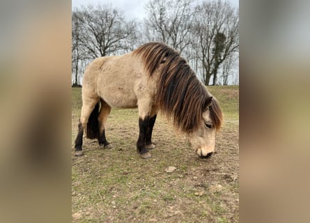 Islandais, Jument, 6 Ans, 144 cm