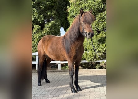 Islandais, Jument, 6 Ans, 145 cm, Bai
