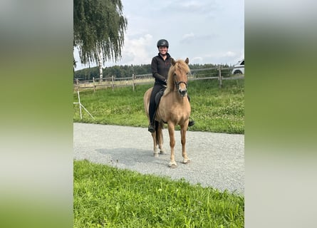Islandais, Jument, 6 Ans, 145 cm, Isabelle