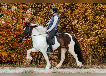Islandais, Jument, 6 Ans, 145 cm, Pinto