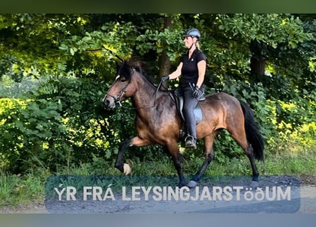 Islandais, Jument, 6 Ans, 147 cm, Bai